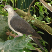 White-headed Pigeon